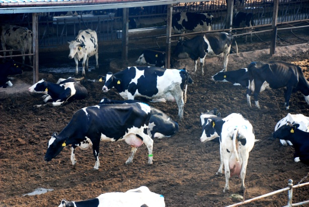 張掖市蓼泉奶牛養(yǎng)殖農(nóng)民專(zhuān)業(yè)合作社 (前進(jìn)集團(tuán)廖泉牧場(chǎng))