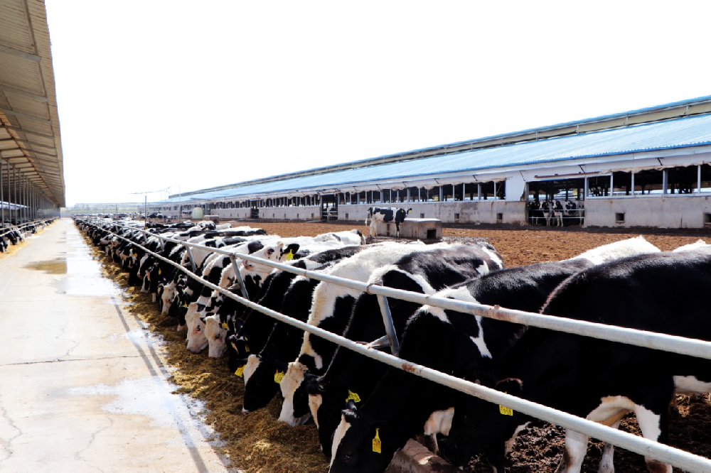 甘肅德華牧業(yè)有限公司(前進(jìn)集團(tuán)德華牧場)