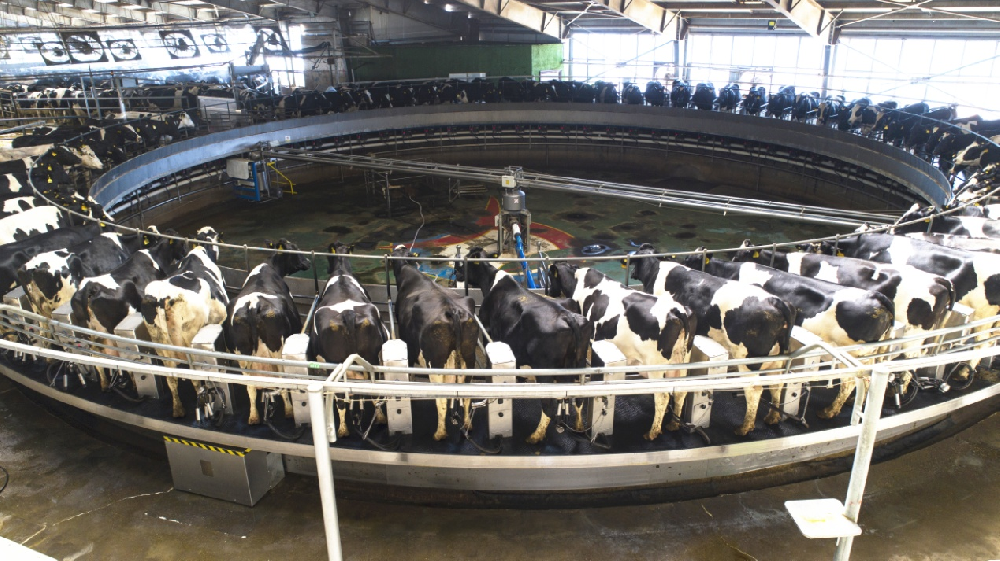 牛氣喘呼吸急促是什么情況？