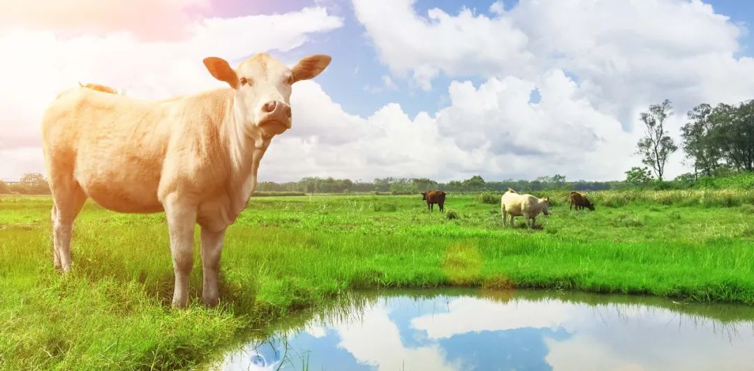 1681181033181436.jpg 5.jpg