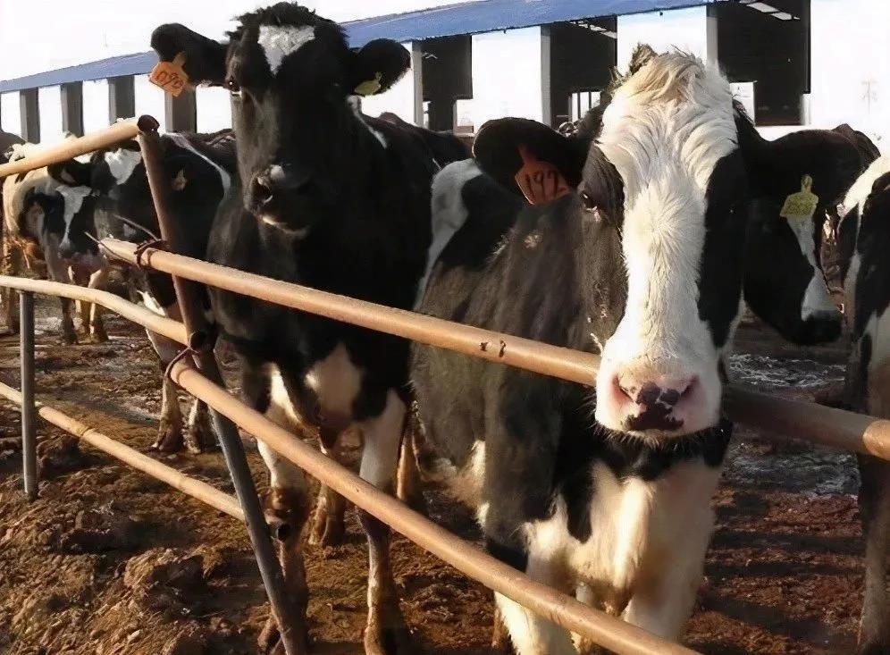 1681261670660235.jpg 1.jpg