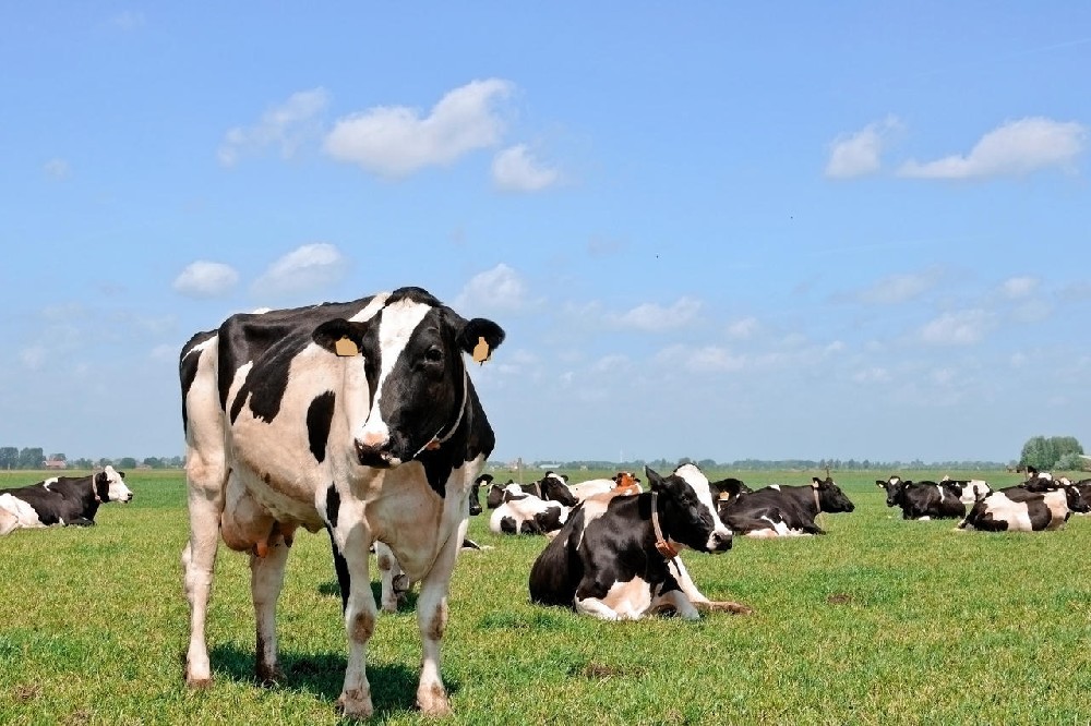 ?？谔阋卟〉脑?、病癥及防治措施