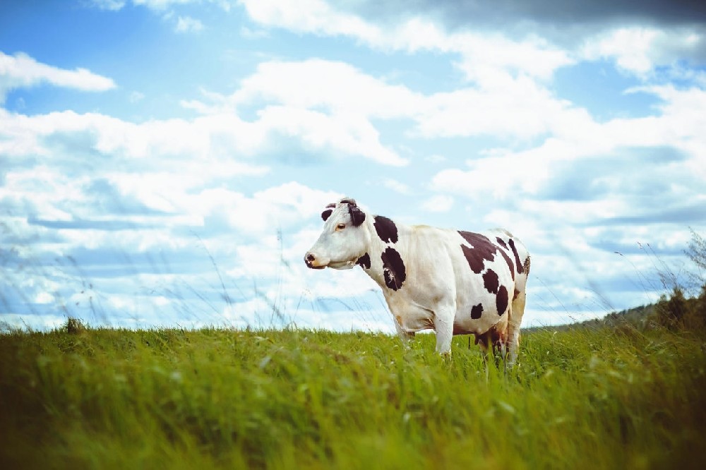 規(guī)?；膛ｐB(yǎng)殖中傳染性疾病的防治