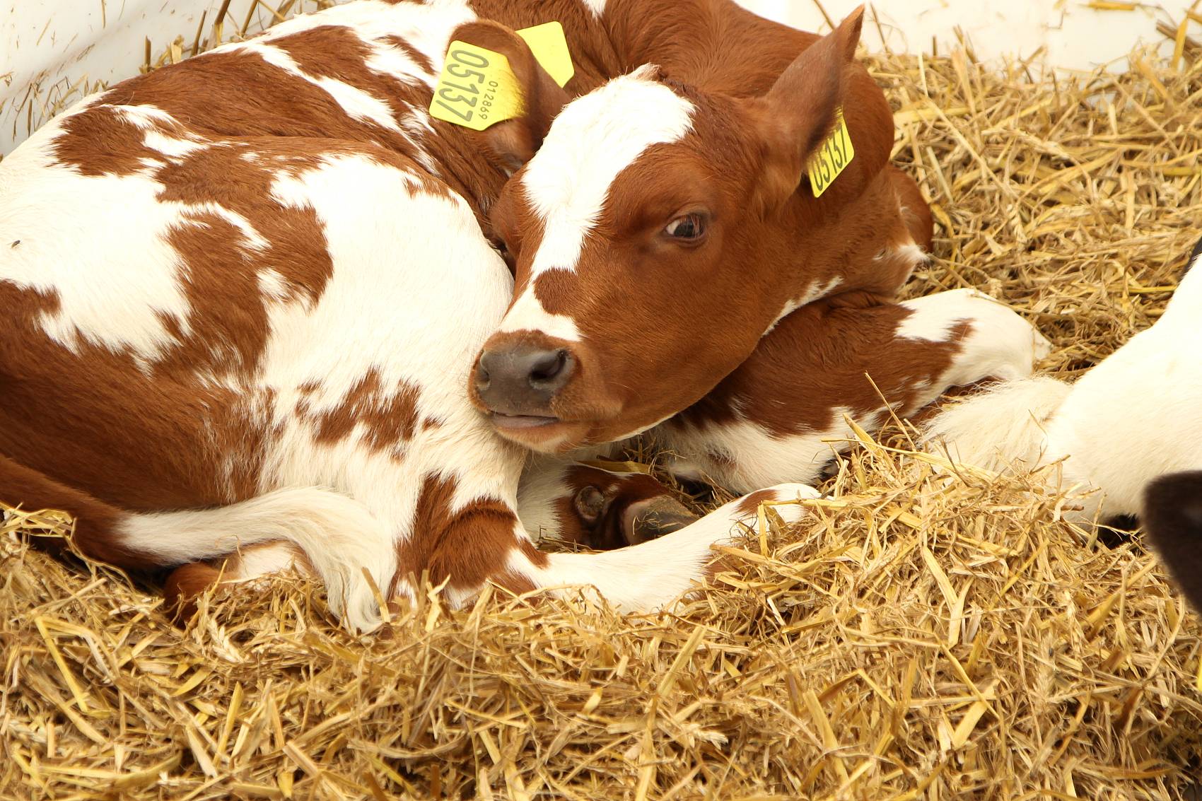 1686879089669831.jpg 1.jpg