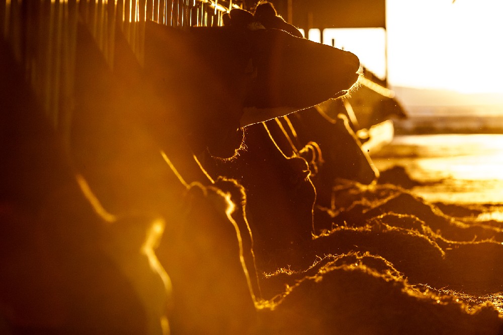 注意！影響奶牛養(yǎng)殖的六大環(huán)境因素