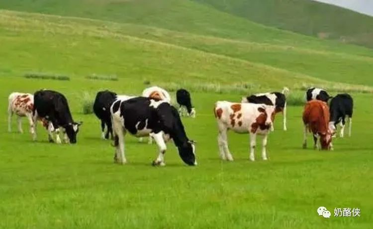 您想認(rèn)識(shí)世界十大著名奶牛嗎？