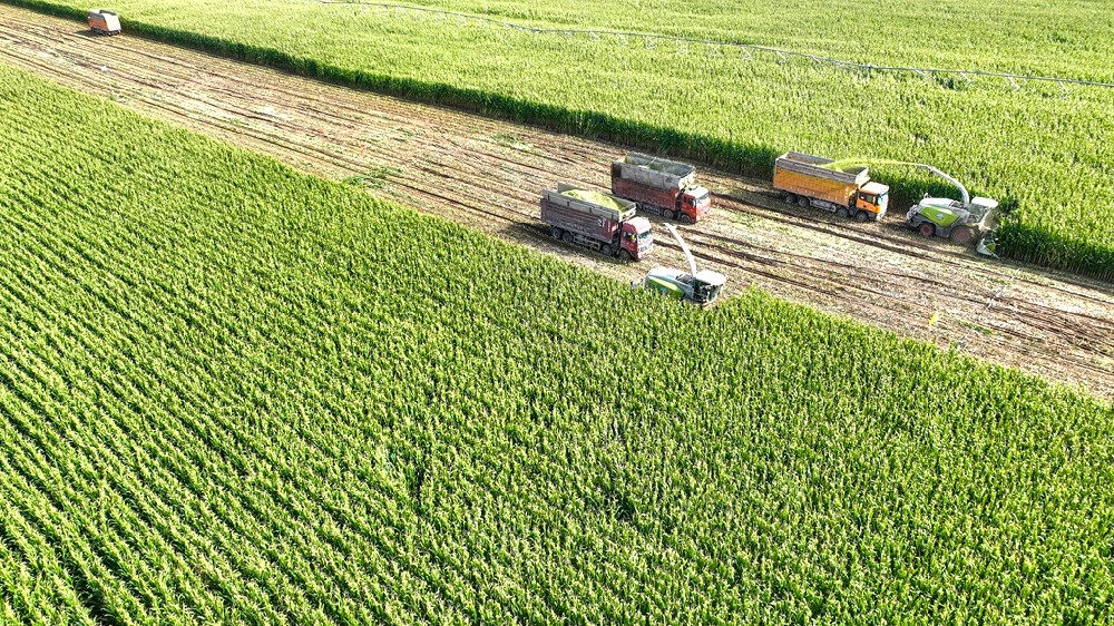 “青紗帳”里收儲忙，齊心合奏“豐收曲”——甘肅前進集團青貯玉米收儲進行時