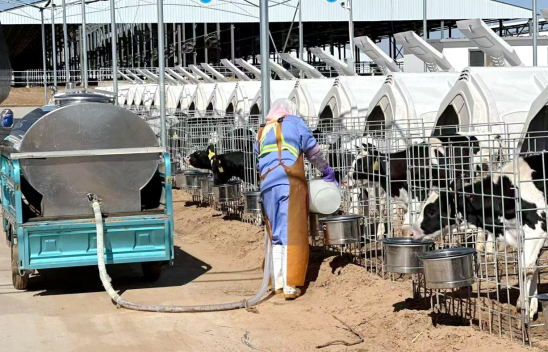 犢牛護(hù)理員