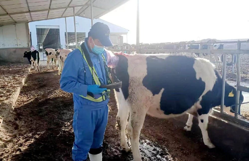 以青春之筆，書寫牧場(chǎng)繁育“大文章”