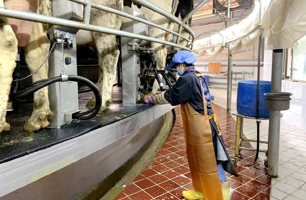 奶廳里的溫暖日常與品質(zhì)守護(hù)