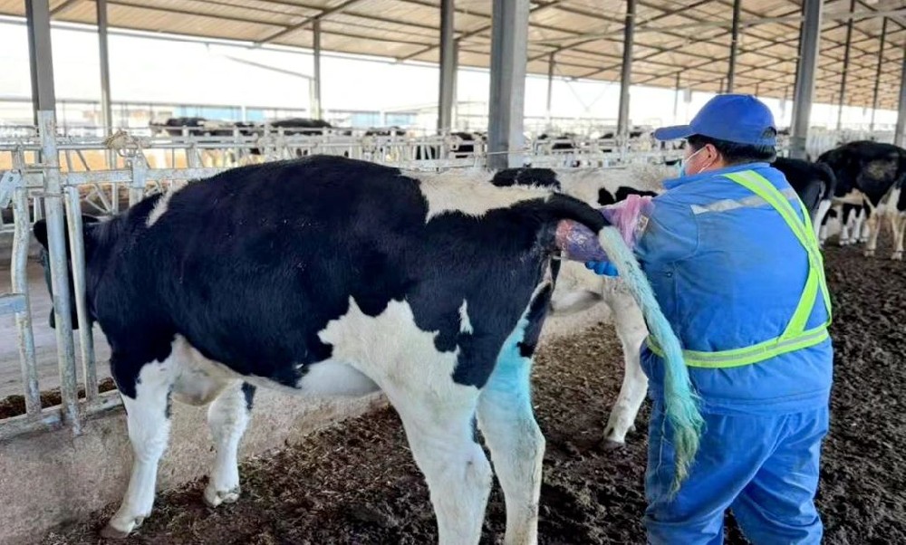 用專業(yè)點(diǎn)亮養(yǎng)牛歲月