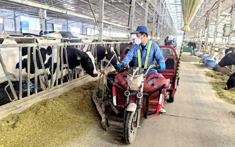 一杯好奶，節(jié)日里堅(jiān)守的甜蜜饋贈(zèng)