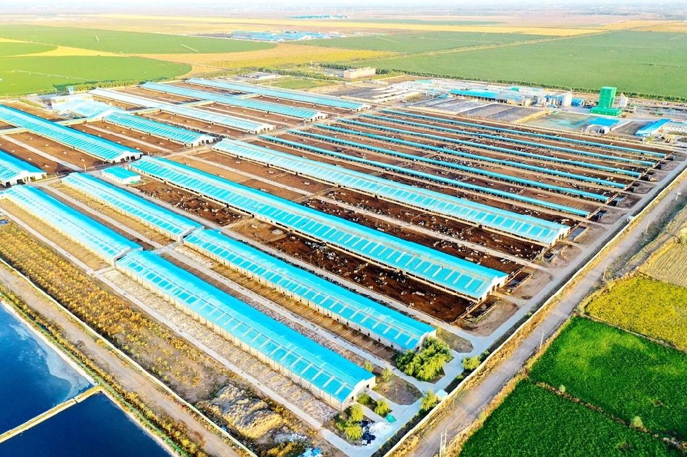 祁連山下的智慧牧歌