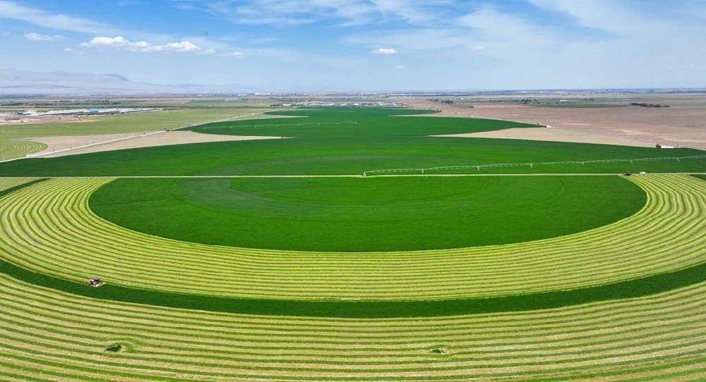 甘肅前進牧業(yè)頭茬紫花苜蓿開鐮收割