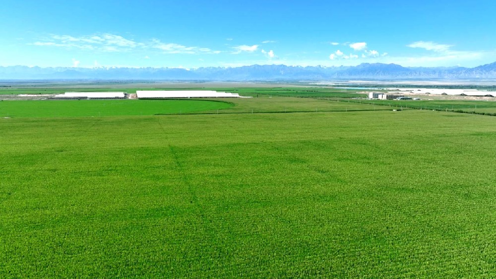 甘肅前進(jìn)牧業(yè)：青貯玉米長勢喜人，豐收在望繪就希望田野