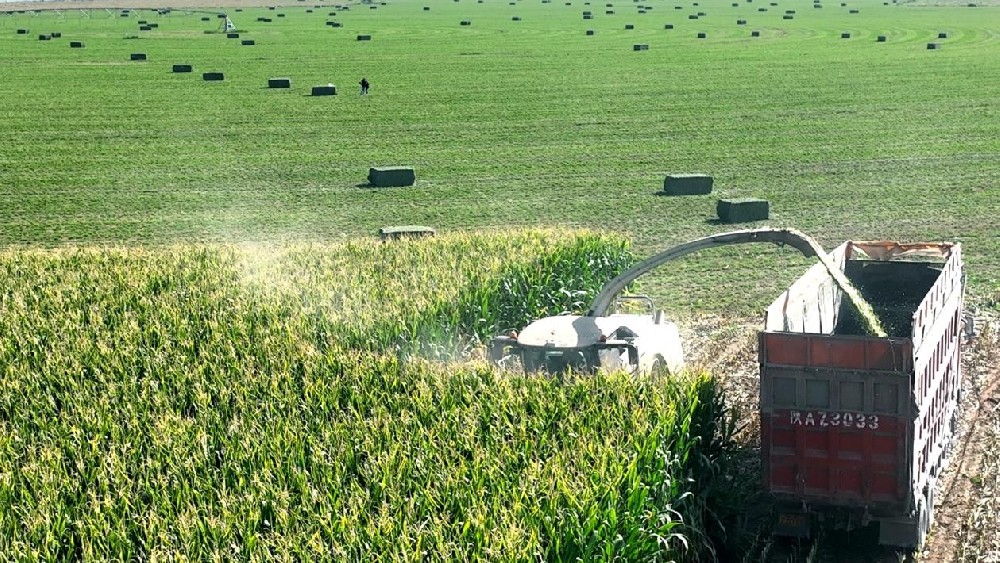 青貯玉米收割忙，奏響豐收“新樂(lè)章”