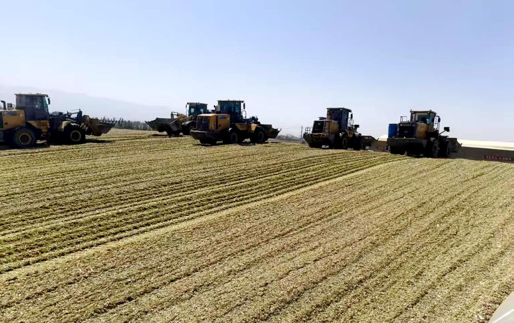 青貯封窖慶收官：燕塘傳祁以堅(jiān)守筑牢來年底氣