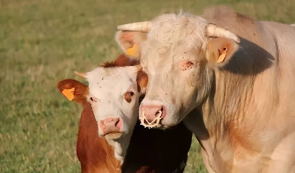 奶牛流產(chǎn)的原因分析 ，如何預(yù)防奶牛流產(chǎn) ？